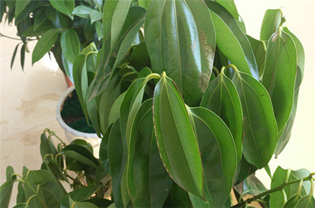 平安树怎么区分缺水了还是烂根了,平安树叶子发黄掉落怎么办