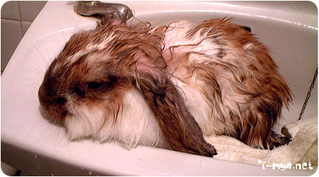 兔子洗澡后死了,兔子洗澡后奄奄一息还能救活吗