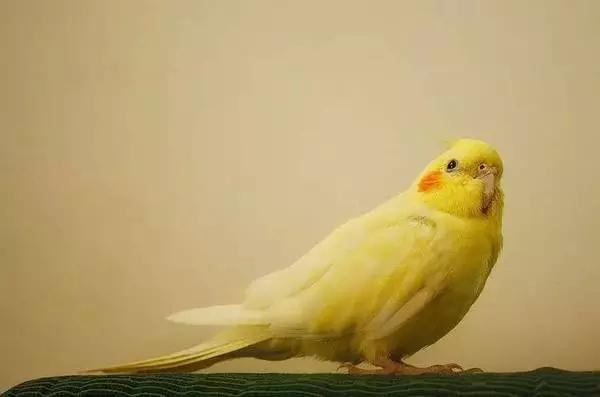 这两只在日本爆火的贱鹦鹉,一定能成为表情包界最火的新网红!