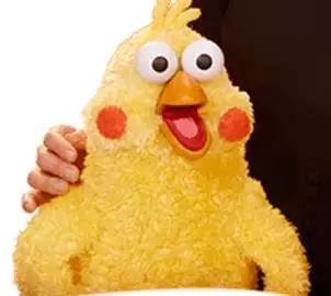 这两只在日本爆火的贱鹦鹉,一定能成为表情包界最火的新网红!