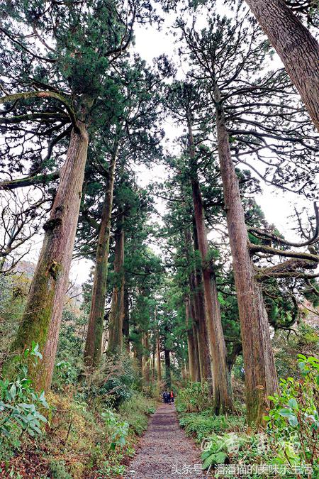 箱根草津温泉旅游攻略,日本箱根特色温泉