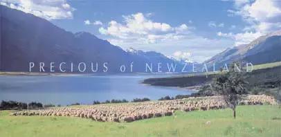 新西兰美利奴皮毛一体好不好,新西兰进口美利奴细羊毛