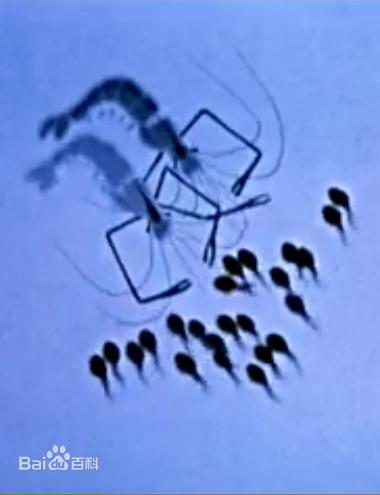 中国动漫的发展史,中国动漫的发展历史