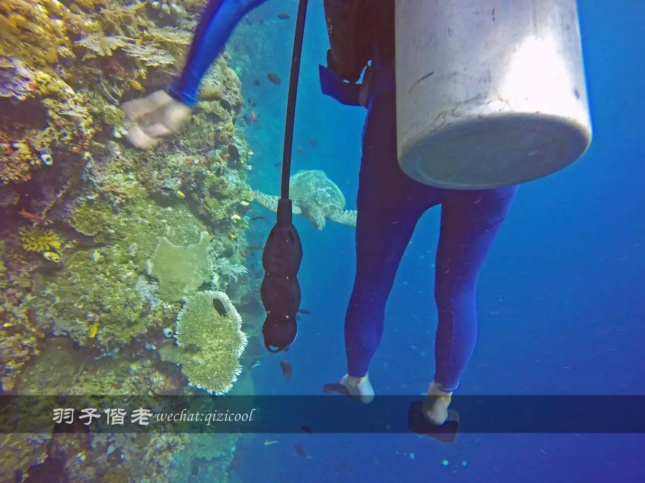 印尼美娜多旅游潜水攻略,印尼美娜多潜水圣地