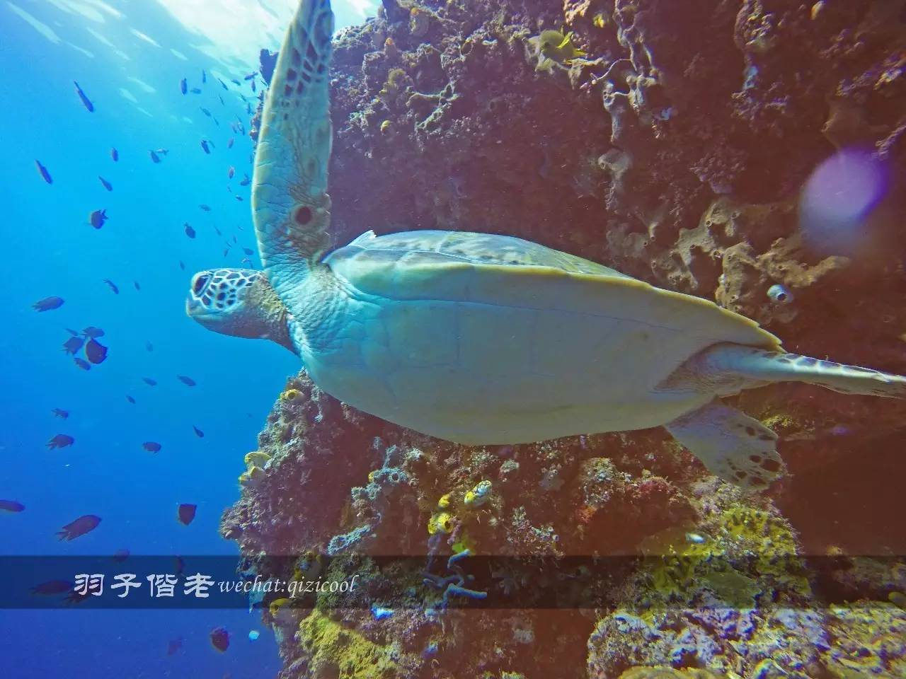 印尼美娜多旅游潜水攻略,印尼美娜多潜水圣地