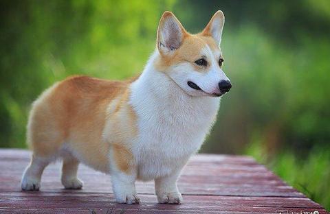 中国本土的田园犬土狗有几个品种,世界上最适合人养的狗中华田园犬