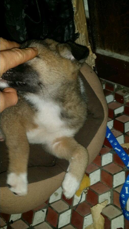 家养土狗被人称为“戴孝狗”，为了讨吉利主人狠心将其抛弃