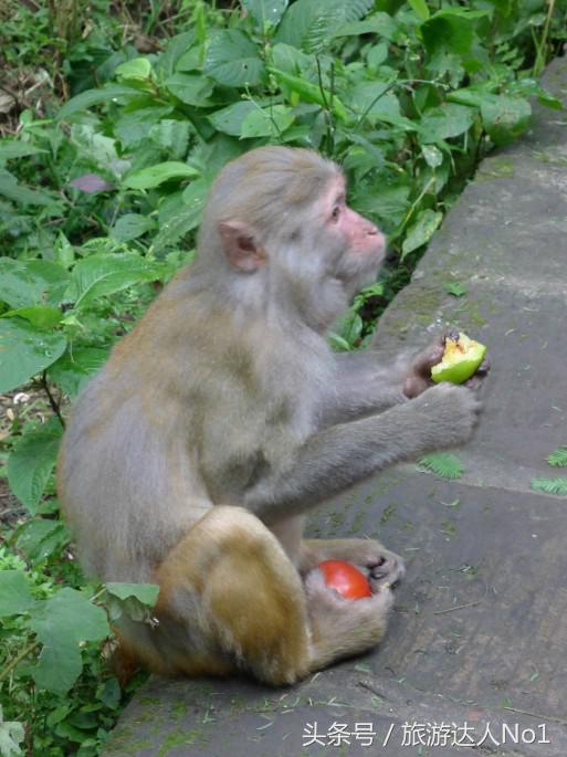 周末旅游必备旅行攻略大全,旅游必备十大秘籍