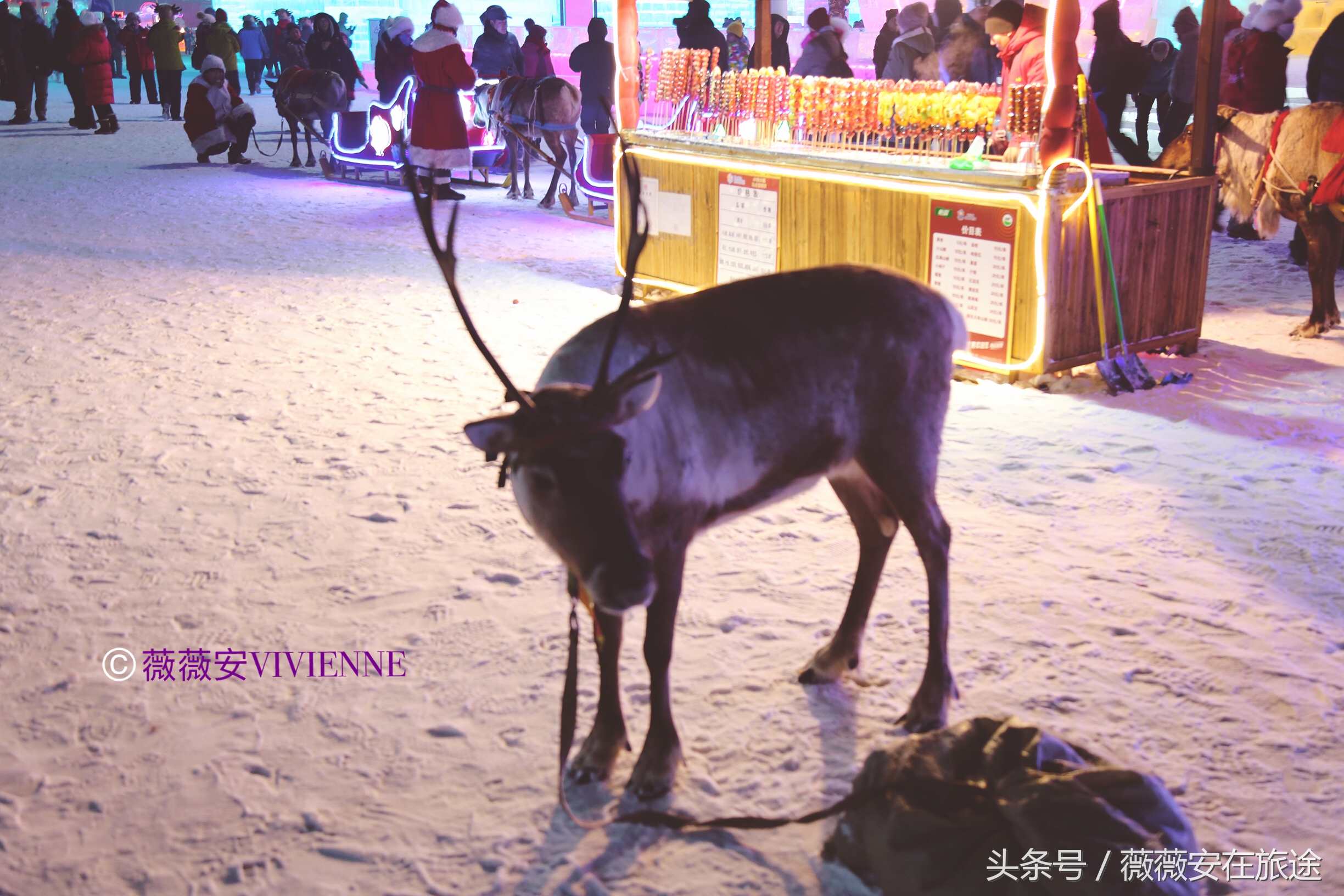 北国冰城之旅,奔赴冰城哈尔滨感受北国浪漫