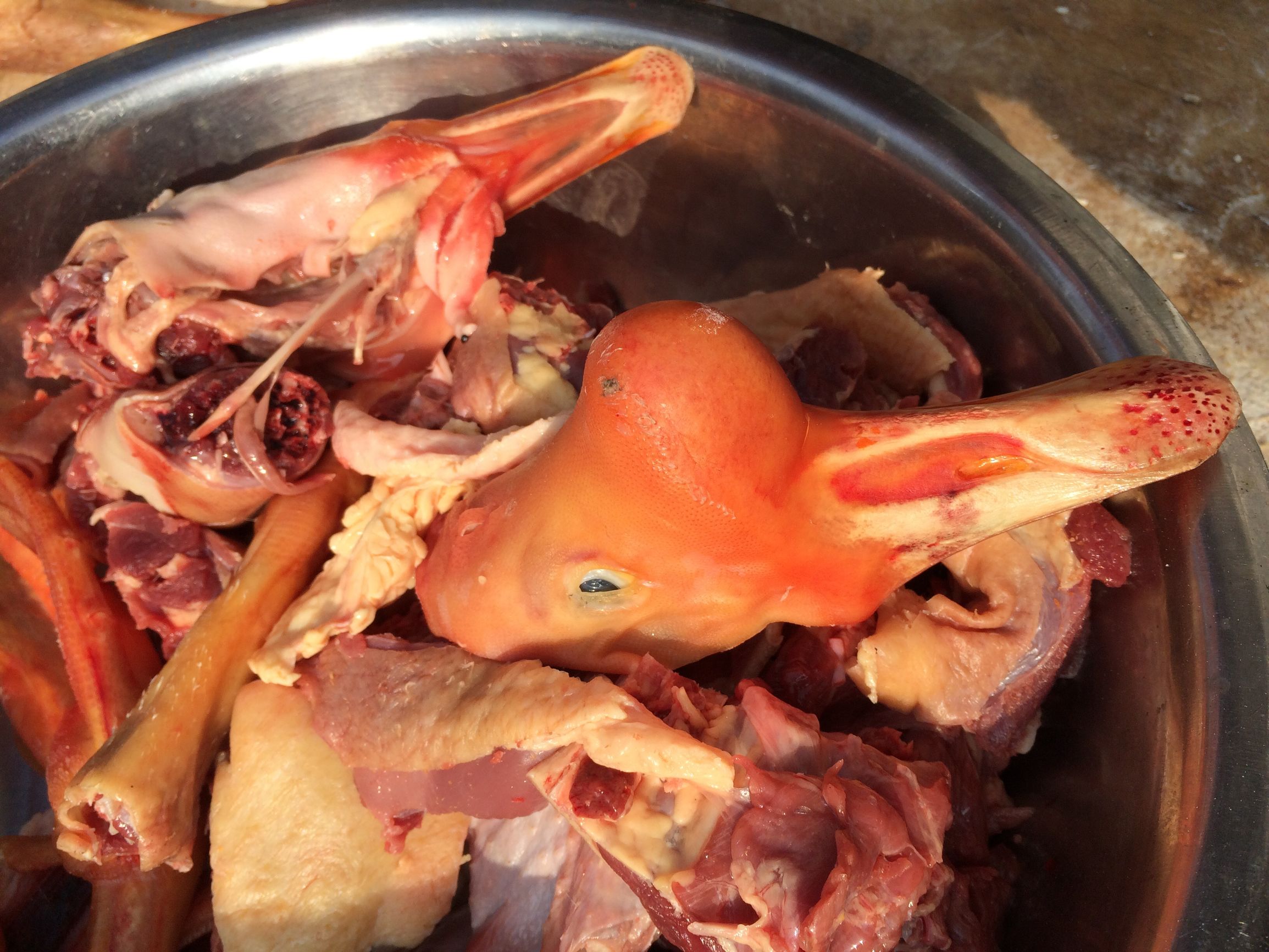 东北农村杀大鹅,农村里杀大鹅