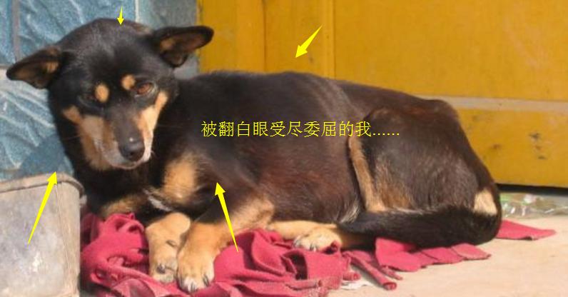 春节到了,没有住在原来的地方,我感觉我好像是个假的客家人