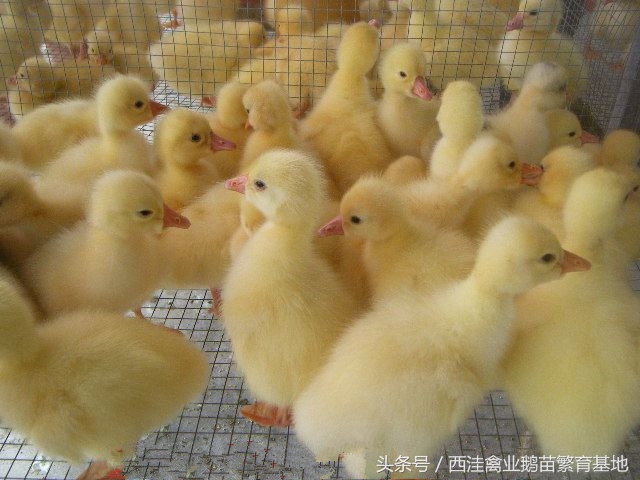 散养鹅的鹅病诊断防治,西洼禽业鹅苗繁育基地