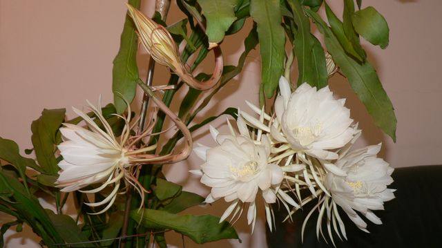 令箭荷花图片大全盆栽,令箭荷花盆栽图片大全