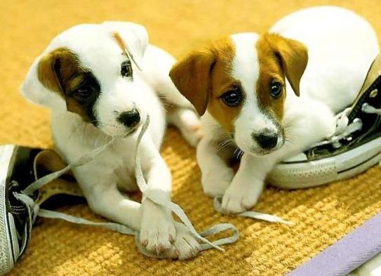 狗狗乱咬东西怎么办小韩教你改掉它的坏习惯