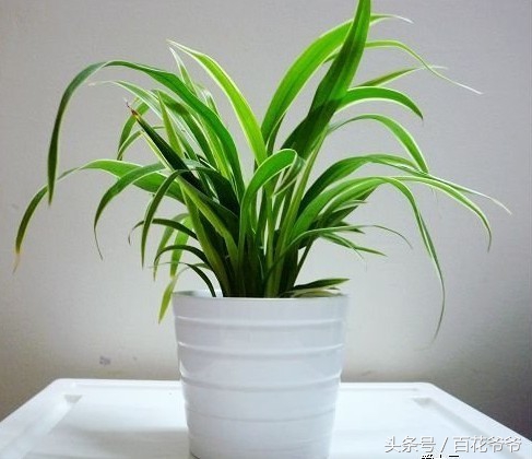 吸甲醛最好的植物哪种排名第一,新装修的房子养什么植物去甲醛