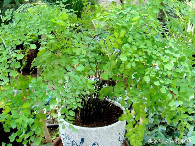 吸甲醛最好的植物哪种排名第一,新装修的房子养什么植物去甲醛