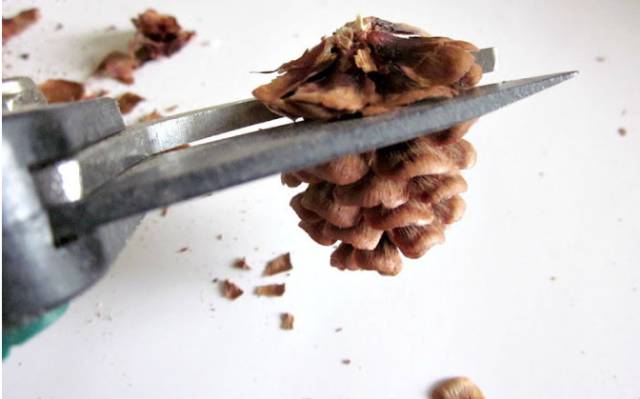 原来松果还可以这么美,原来红杉树也可以很美