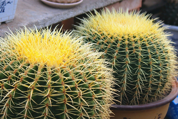 金琥仙人球不圆怎么办,金琥仙人球3年能长多大