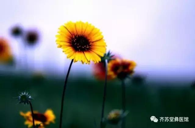 各种菊花的不同功效,菊花的功效各不同别用错了
