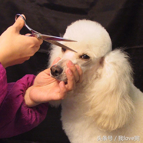 狗狗做美容时很听话的原因是这个?