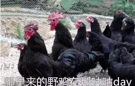 各大牌鸡年限定,外国人对鸡看法