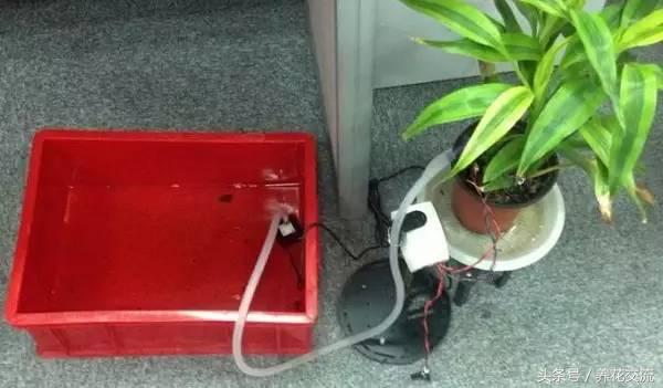 盆栽植物自动浇水技巧,常见植物浇水的正确方法