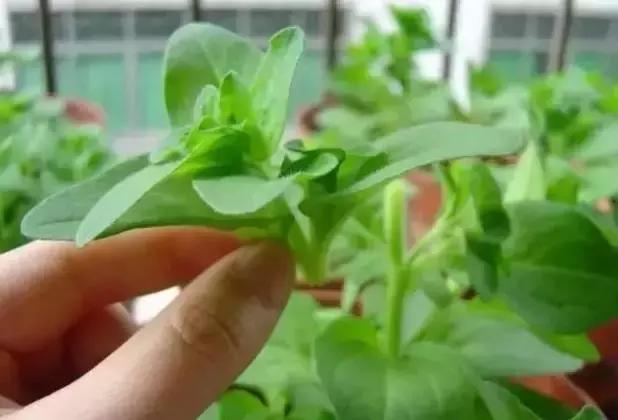 养花盆里各种花怎么修剪,要想养好花只需三种方法