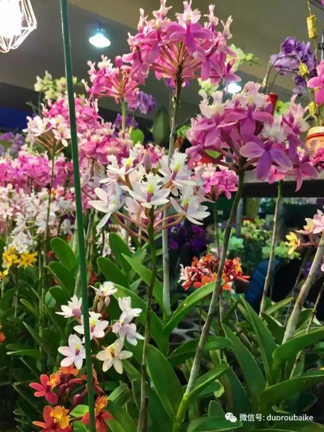 春节花市的鲜花,春节能看花的植物