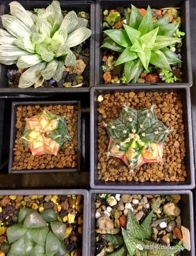 春节花市的鲜花,春节能看花的植物