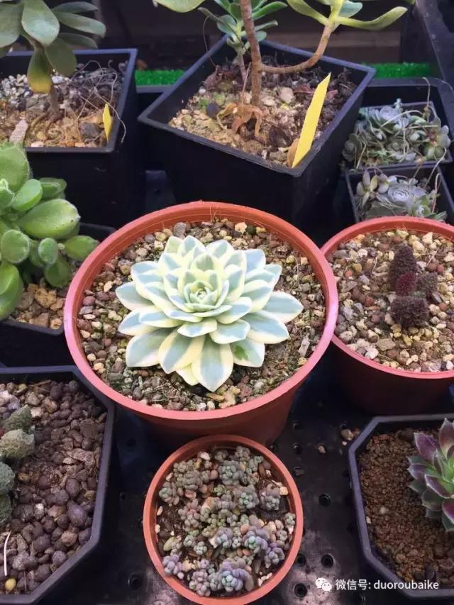 春节花市的鲜花,春节能看花的植物