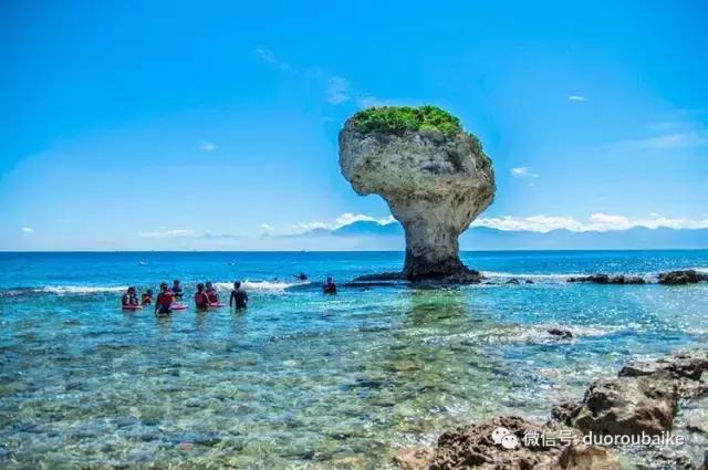 春节花市的鲜花,春节能看花的植物