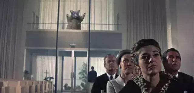 新西兰负鼠是什么,新西兰负鼠