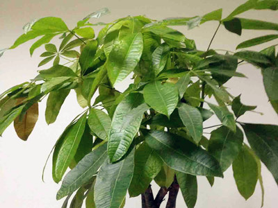 发财树怎么养才要浇水,发财树需要怎么浇水