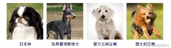 狗狗品种大全按体型智商怎么分,聪明狗狗品种大全及图片及名字