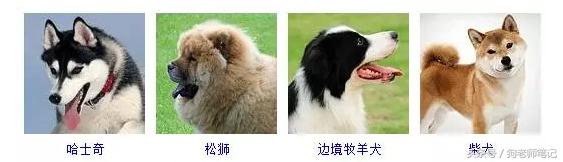 狗狗品种大全按体型智商怎么分,聪明狗狗品种大全及图片及名字