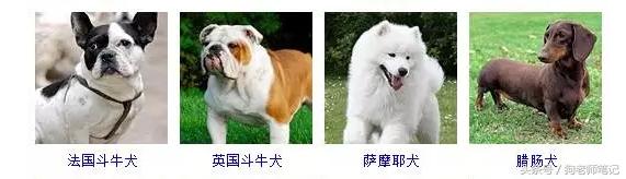 狗狗品种大全按体型智商怎么分,聪明狗狗品种大全及图片及名字