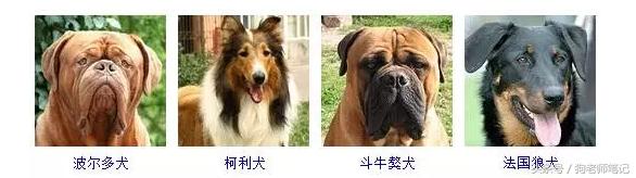 狗狗品种大全按体型智商怎么分,聪明狗狗品种大全及图片及名字