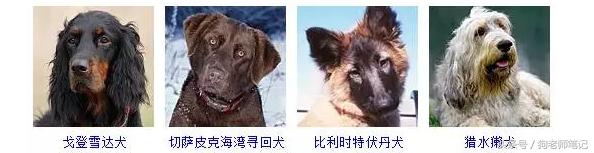 狗狗品种大全按体型智商怎么分,聪明狗狗品种大全及图片及名字
