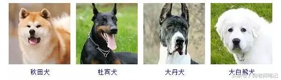 狗狗品种大全按体型智商怎么分,聪明狗狗品种大全及图片及名字