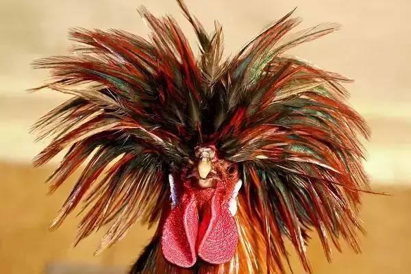 云南十大漂亮的鸡,云南第一生态鸡