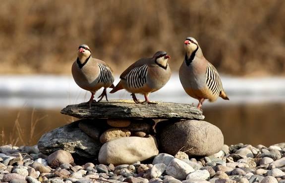 云南十大漂亮的鸡,云南第一生态鸡
