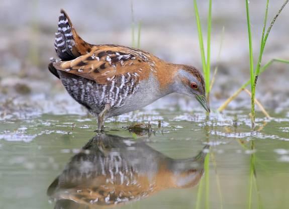 云南十大漂亮的鸡,云南第一生态鸡