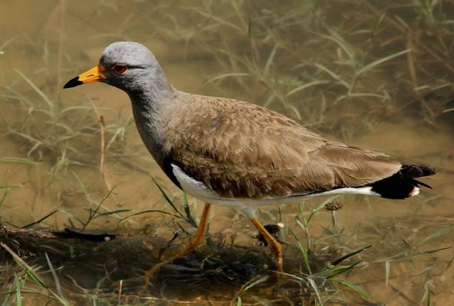 云南十大漂亮的鸡,云南第一生态鸡