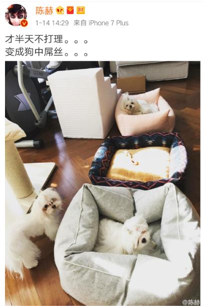 陈赫晒女儿给狗狗喂食,陈赫晒萌宠照片狗狗名字太霸气