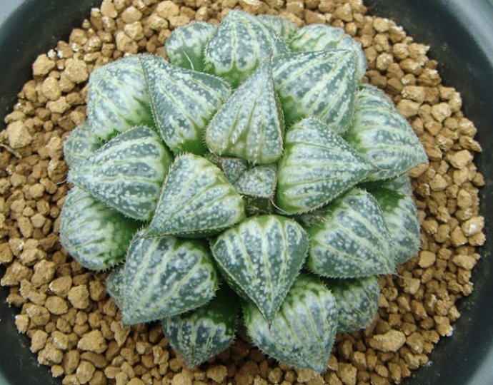 十二卷寿品相,十二卷玉寿