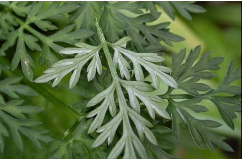 治疗乙肝的偏方乙肝患者日常注意事项