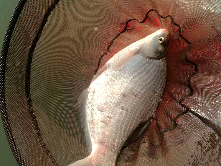 冬钓鲫大红虫好还是小红虫好,冬季用红虫鲫还是腥香鲫好