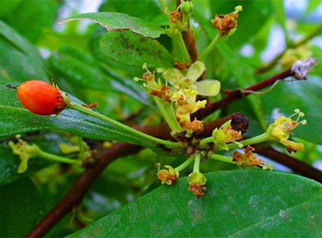 “周立波*品毒**风云”揭秘——快克*卡因可**（古柯碱）