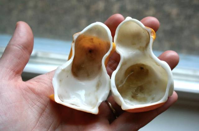 最流行小黄鸭玩具,小黄鸭玩具里面很多细菌