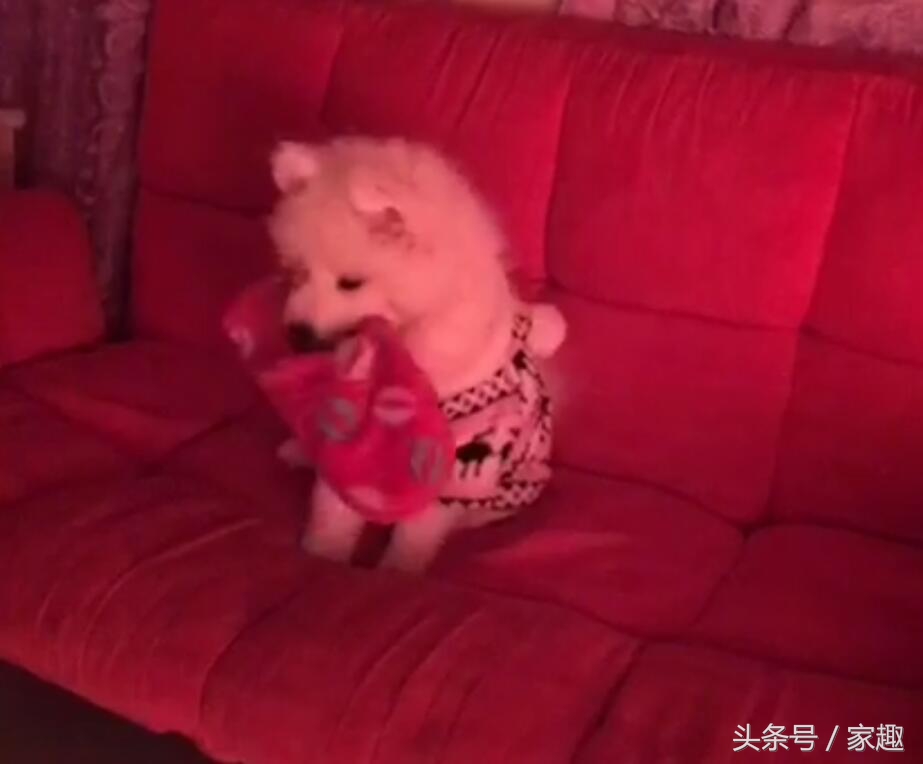 如何让萨摩耶晚上安安静静睡觉,萨摩耶不睡觉半夜想和主人玩